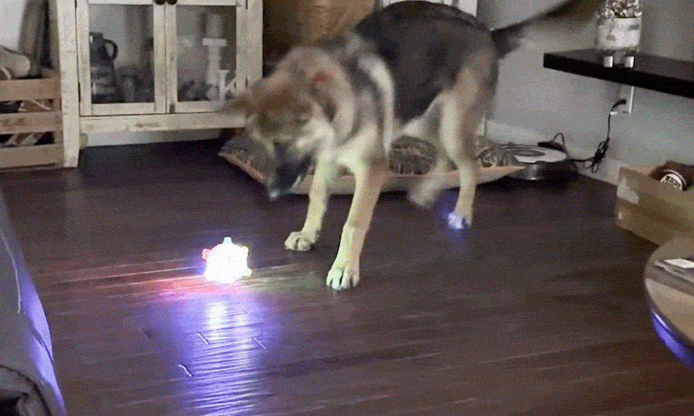 This Jumping Ball Keeps Bored Dogs Busy for Hours